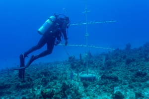 Diver checking growing reef fragments