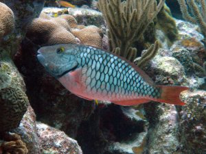 redtail parrot fish